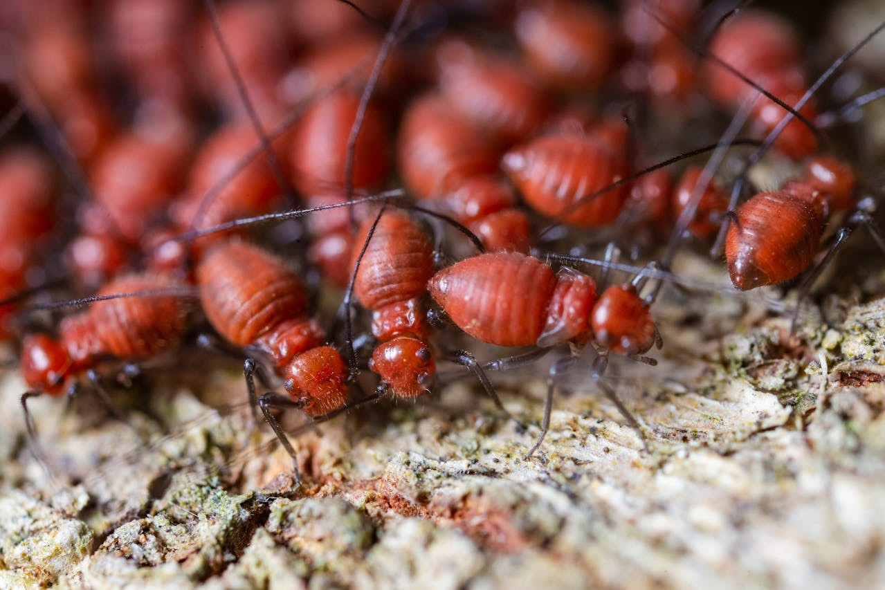 Owady społeczne często podążają za grupą /Fot. Pexels
