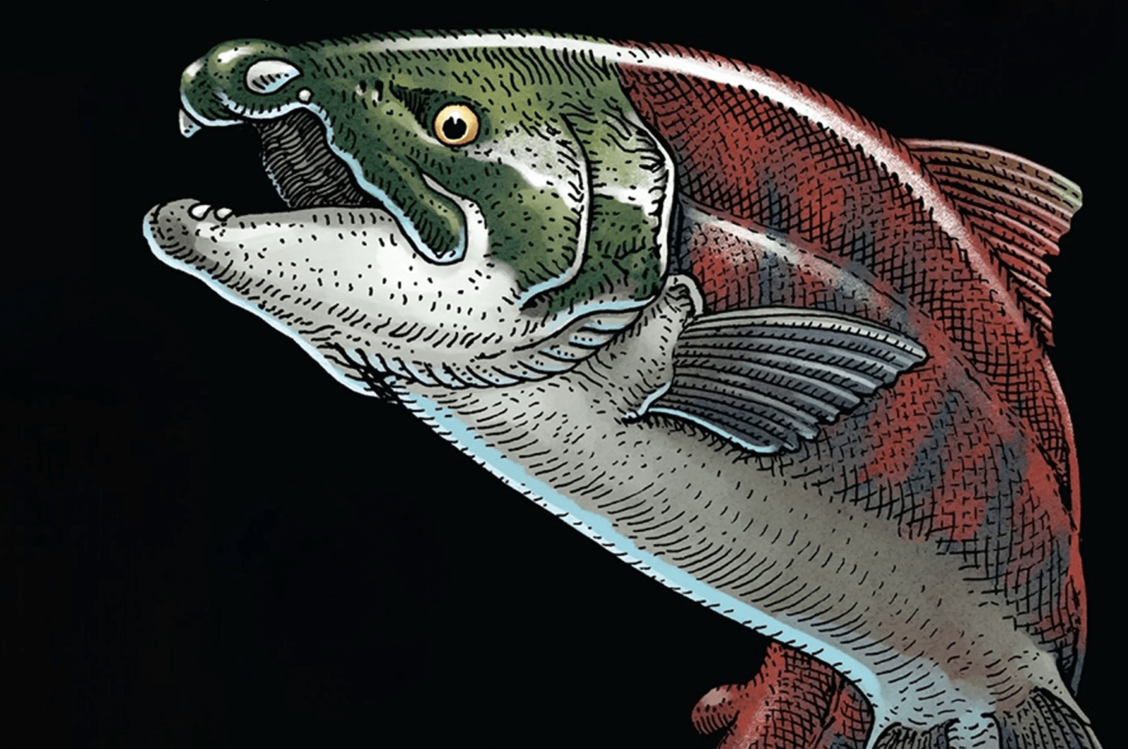 Oncorhynchus rastrosus – zdjęcie poglądowe /Fot. Wikimedia Commons
