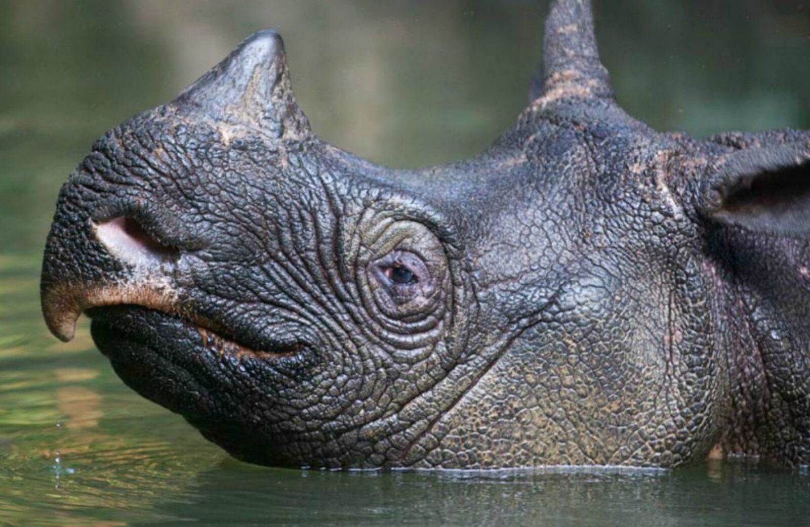 Nosorożec jawajski z bliska /Fot. Javan Rhino

