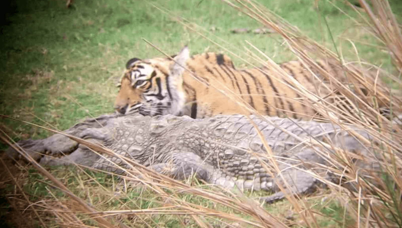 Tygrysica Riddhi /Fot. Ranthambore
