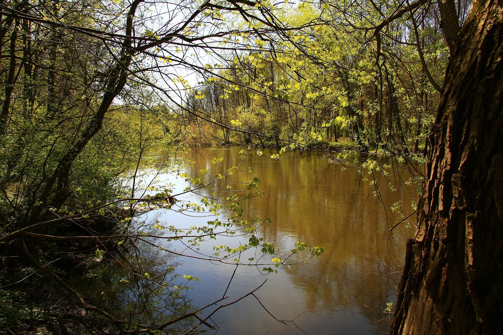 Neolityczny sztylet z Lubelszczyzny. To znalezisko wpływa na historię naszych ziem