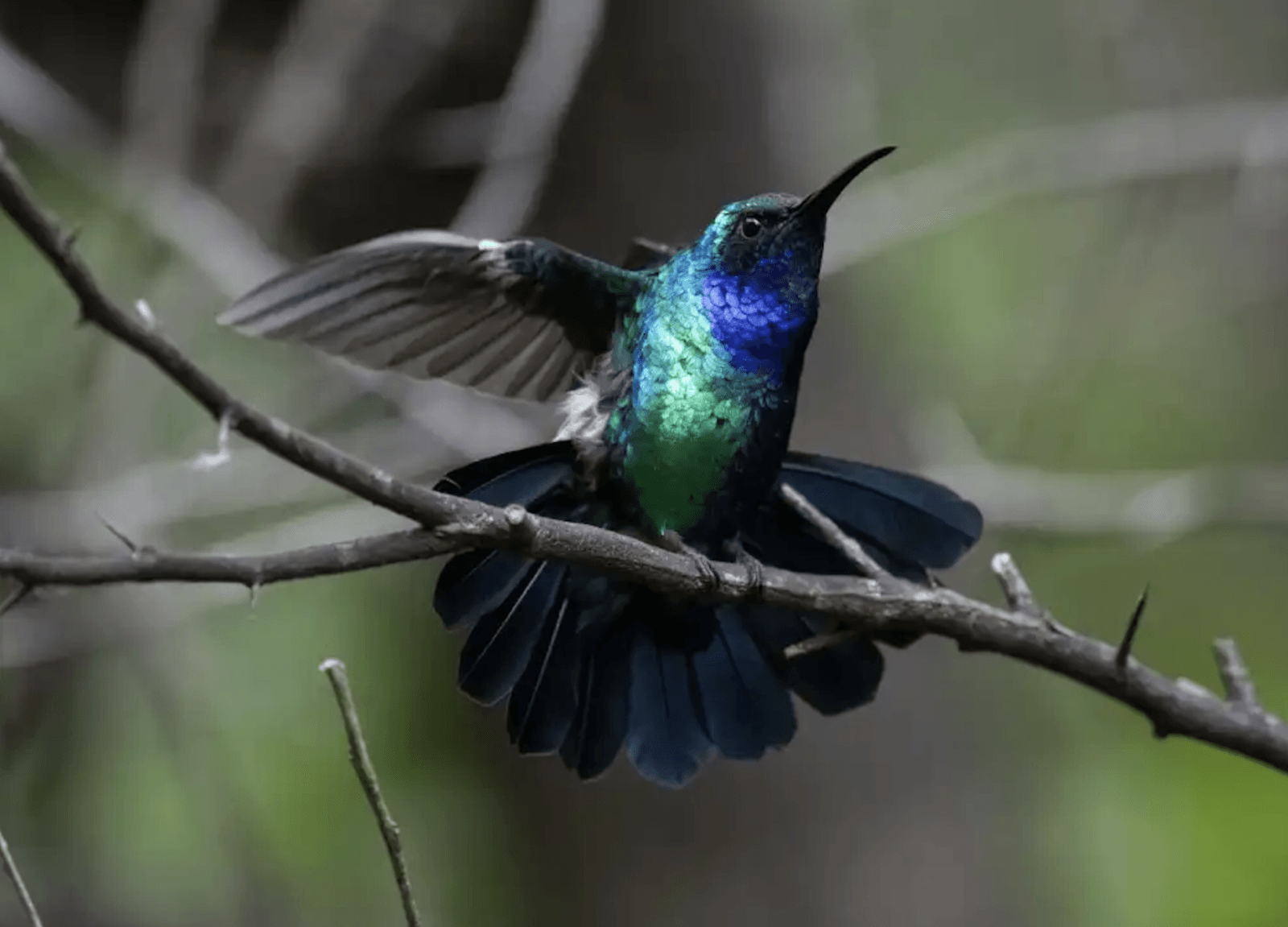 Zapylak kolumbijski /Fot. ABC
