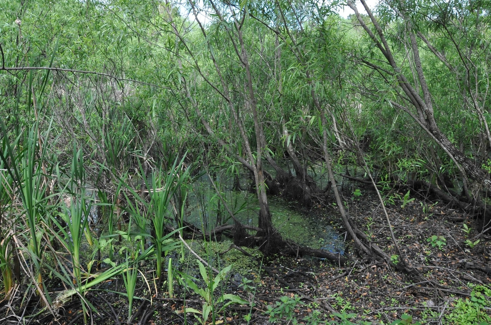 Staw wypełniony szczątkami to jeszcze nie sensacja. Archeolodzy zamarli, gdy odkryli co je łączy