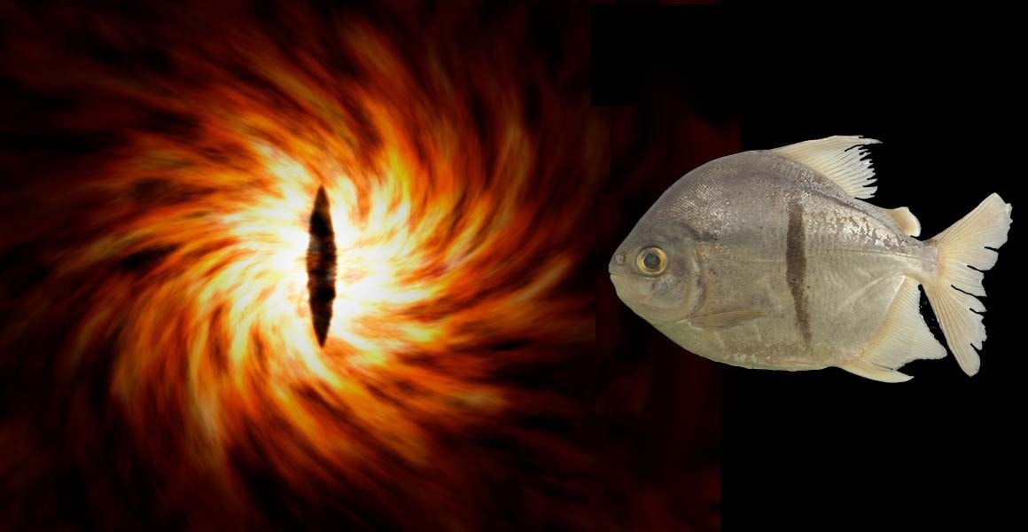 Myloplus sauron /Fot. Natural History Museum
