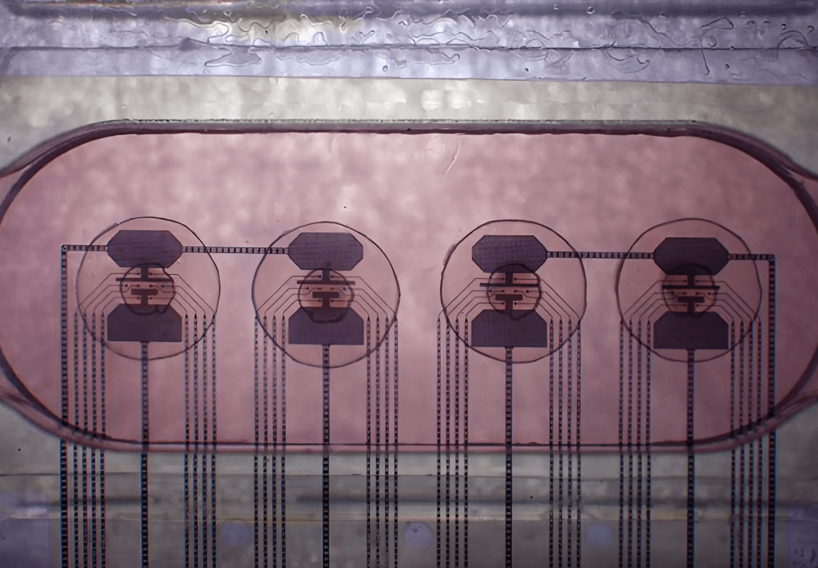 Minimózgi podłączone do chipów komputerowych /Fot. FinalSpark
