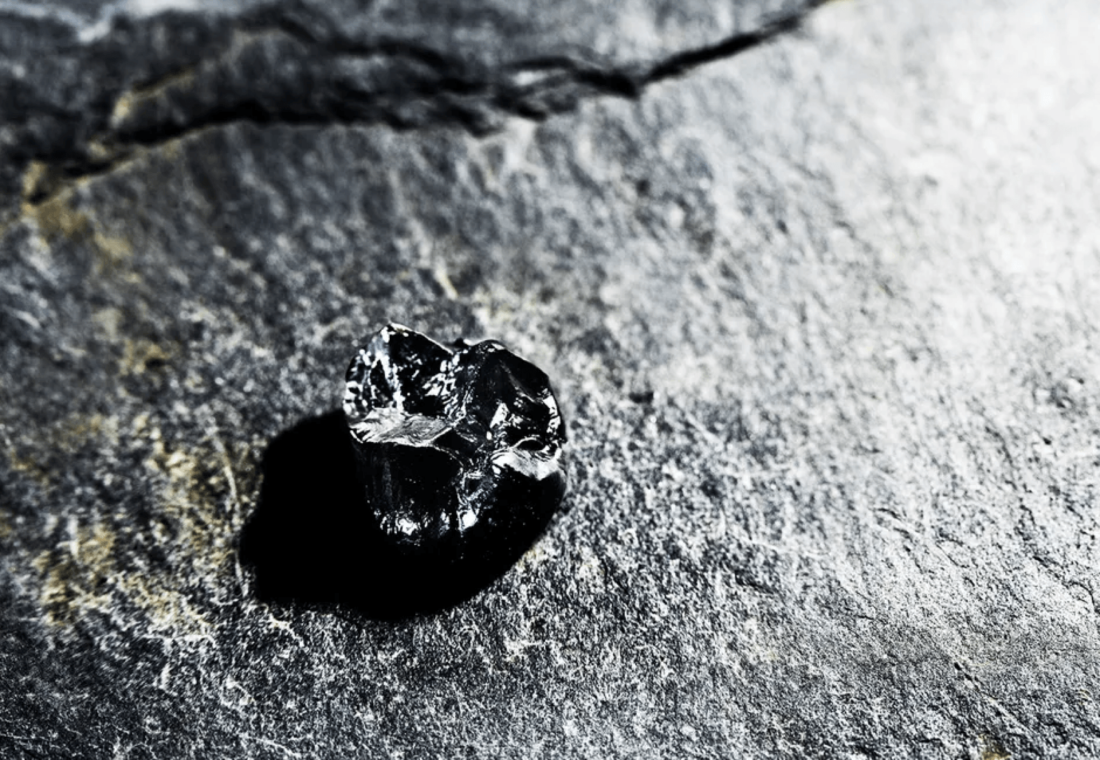 Ząb Buronius manfredschmidi znaleziony w Hammerschmiede /Fot. University of Tübingen
