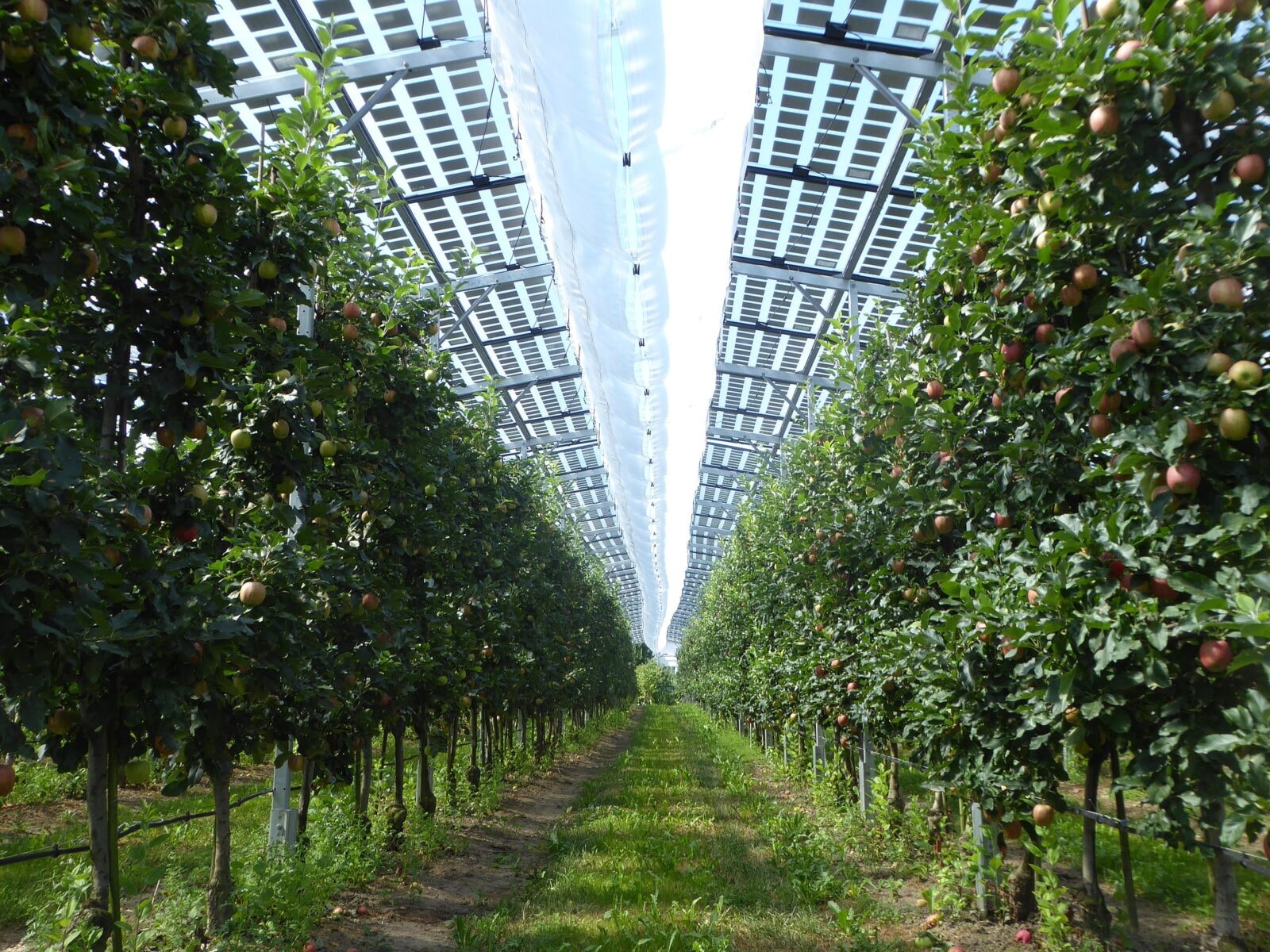 Agrofotowoltaika? Korzyści mogą odnieść polscy rolnicy. My to wiemy, ale politycy – niekoniecznie