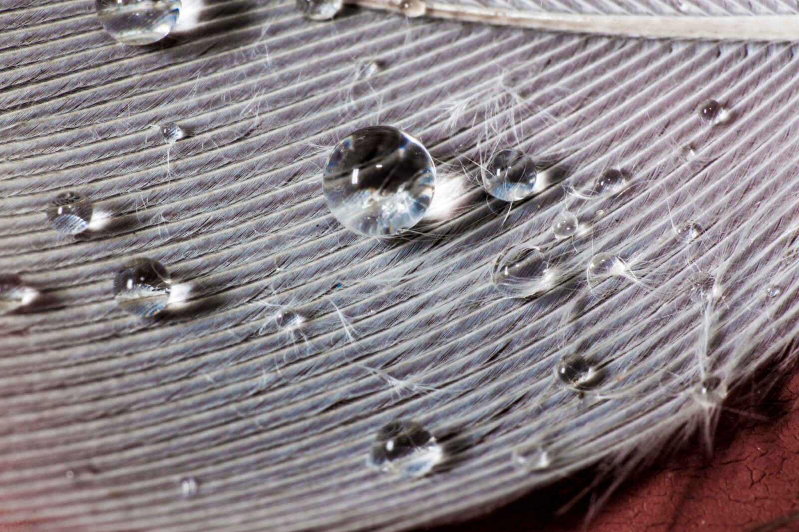 Te materiały odpychają wodę z genialną skutecznością. Ich doskonałe właściwości bardzo nam się przydadzą