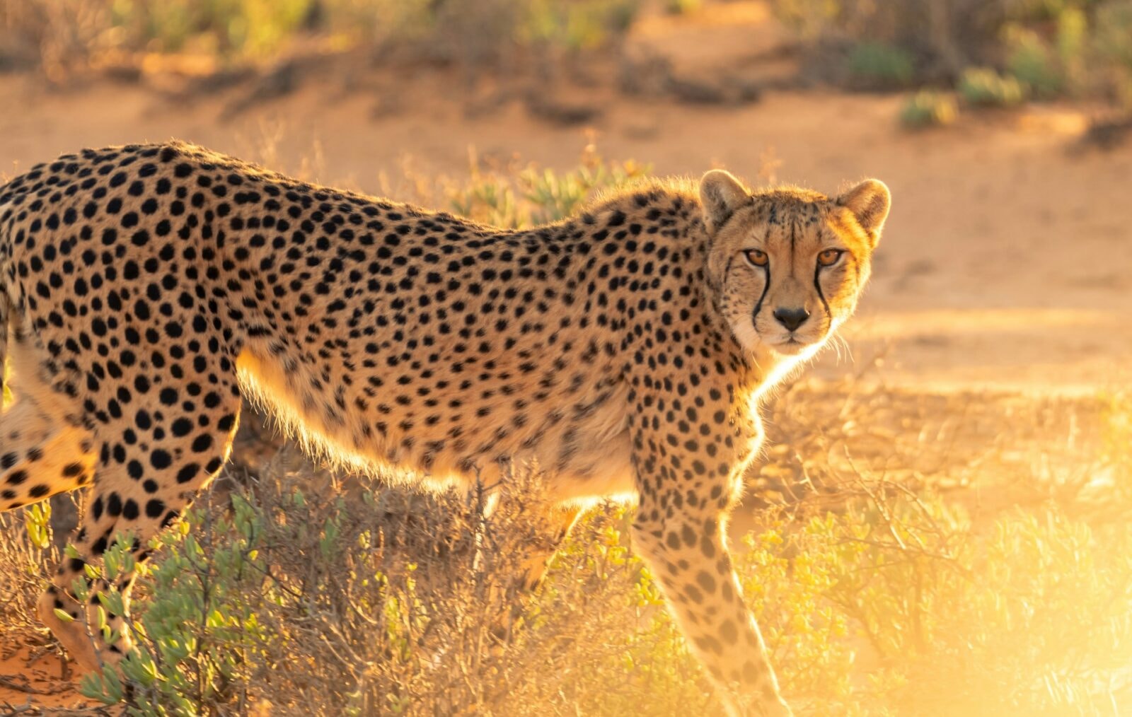 Gepard &#8211; zdjęcie poglądowe /Fot. Unsplash

