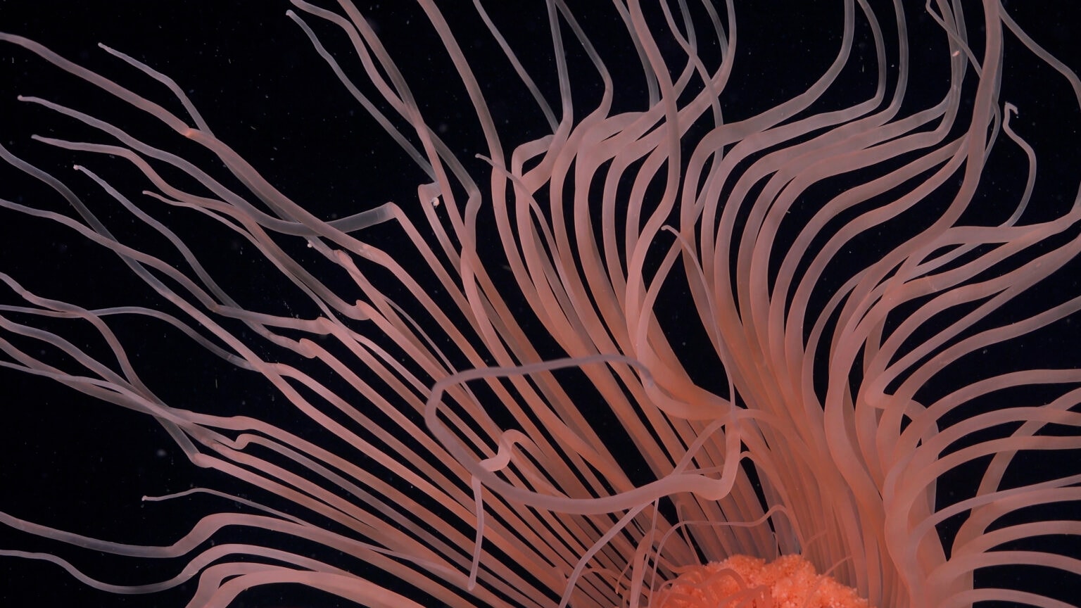 fot. Schmidt Ocean Institute
