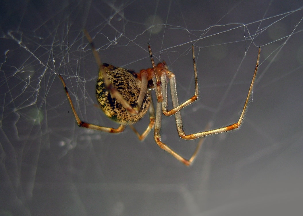 Pająk Parasteatoda tepidariorum /Fot. Wikimedia Commons
