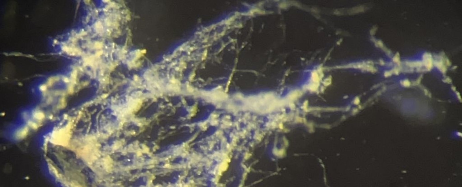 Sensacyjne odkrycie w USA. Te mikroorganizmy mają wyjątkową supermoc