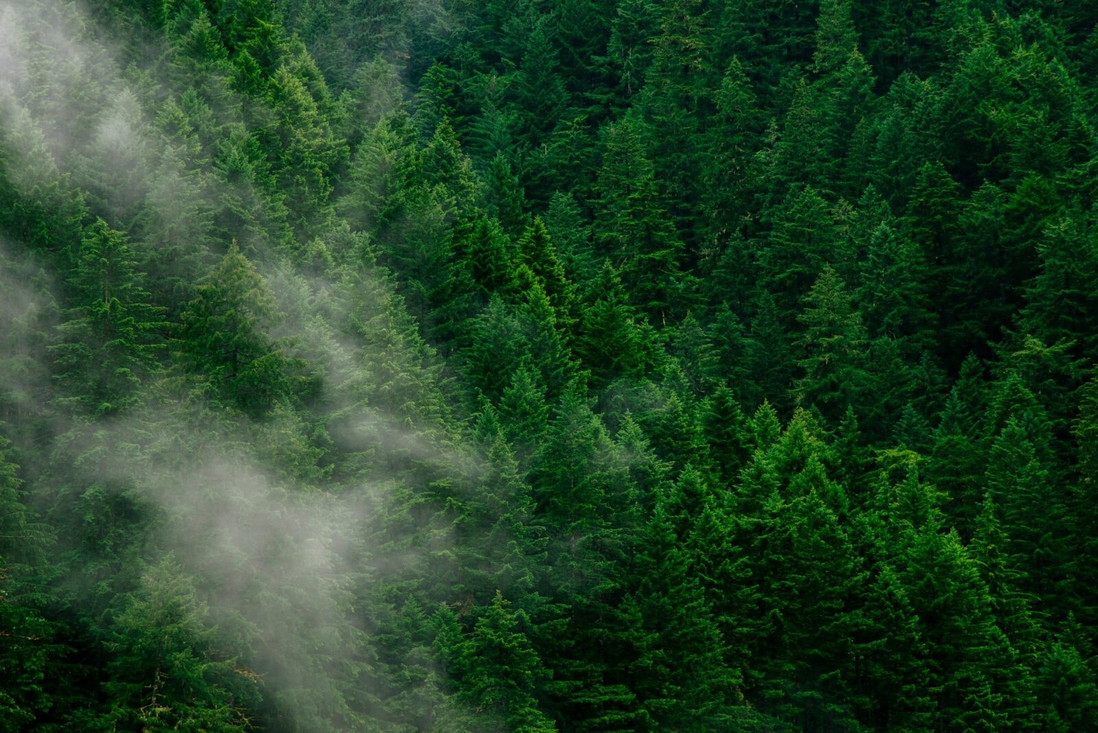 Drzewa &#8211; zdjęcie poglądowe /Fot. Unsplash
