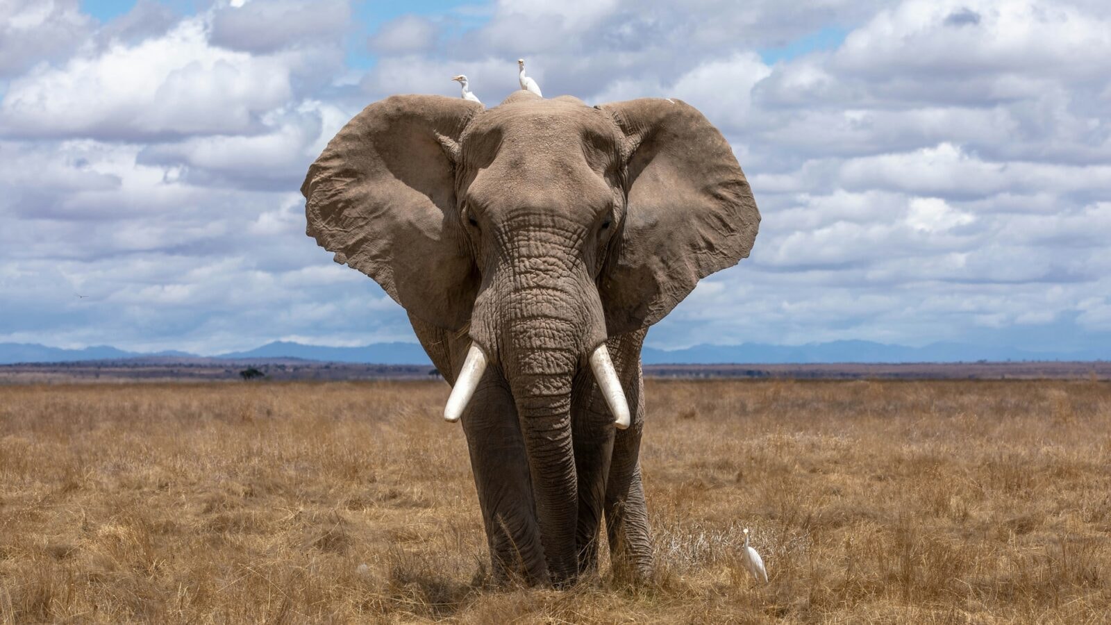 Evernote wraca do gry z pomocą AI