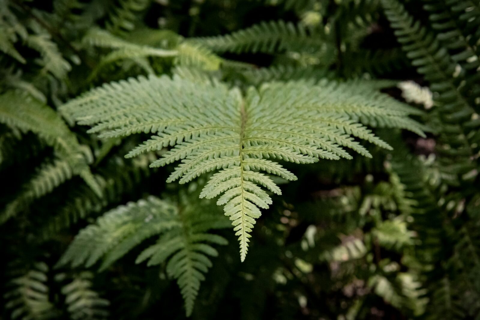 Paproć &#8211; zdjęcie poglądowe /Fot. Unsplash
