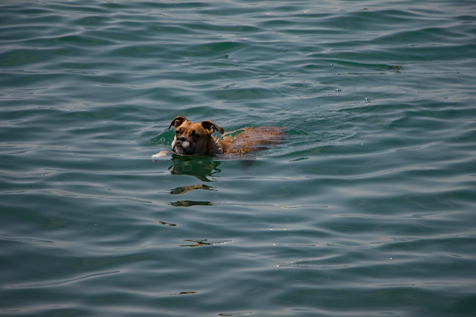 Płynący pies /Fot. Unsplash
