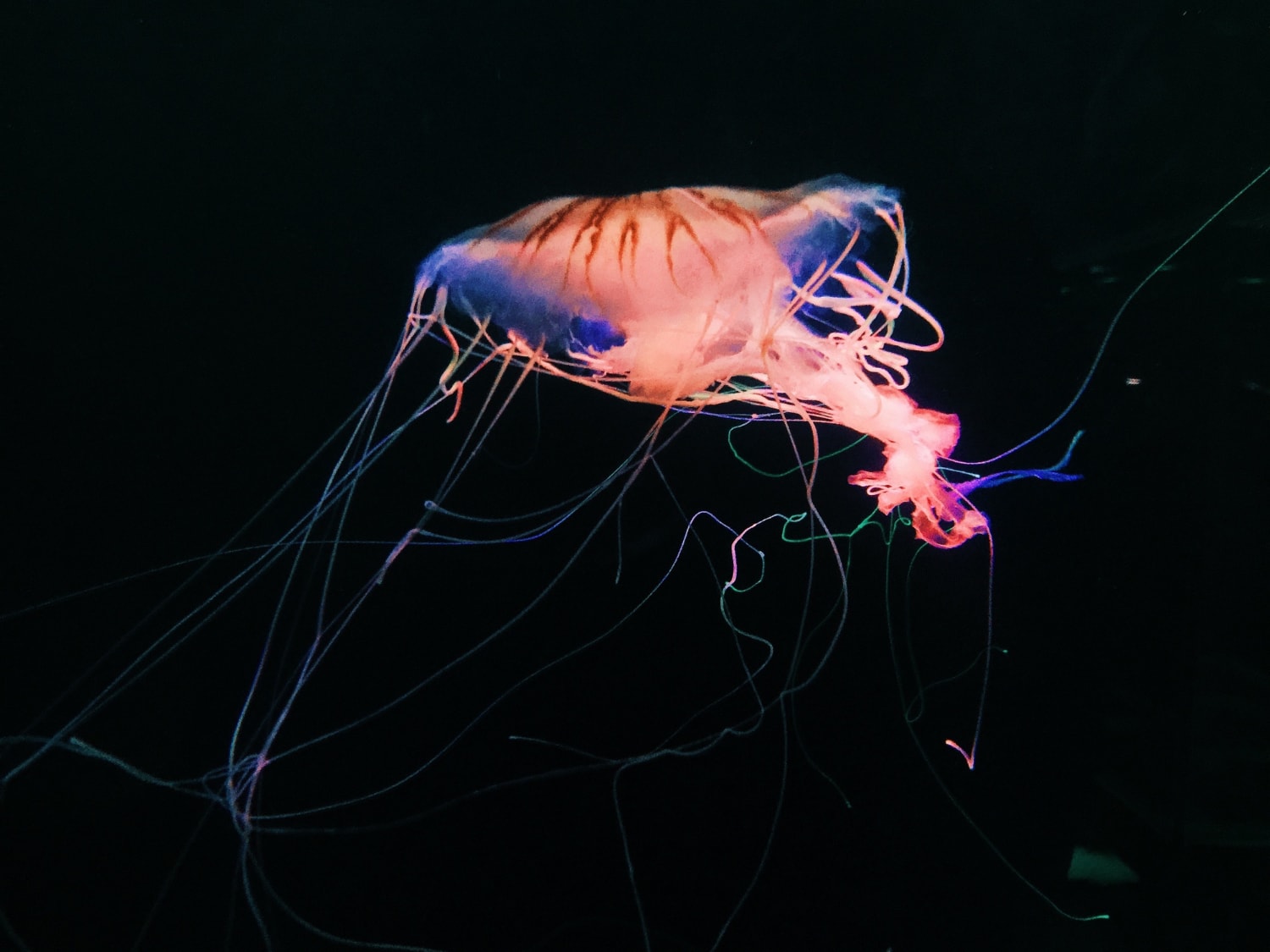 Okazuje się, że nawet stworzoną przez naturę bioluminescencję da się ulepszyć /Fot. Freepik
