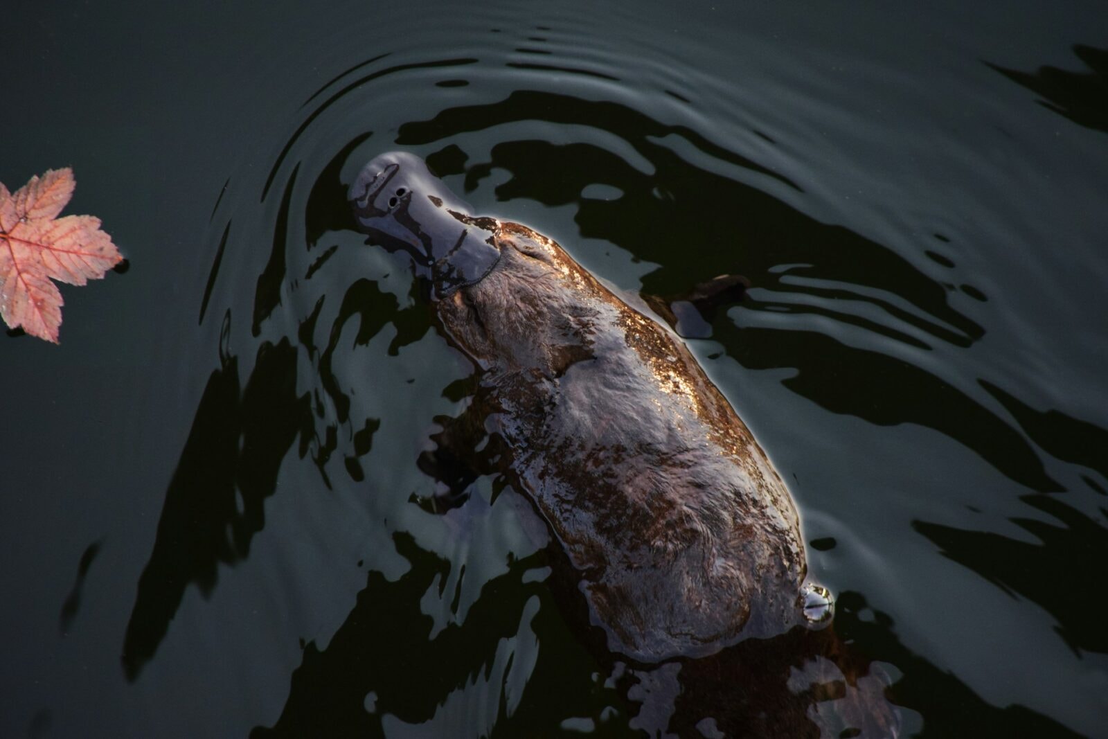 Dziobaki to wyjątkowe zwierzęta /Fot. Unsplash
