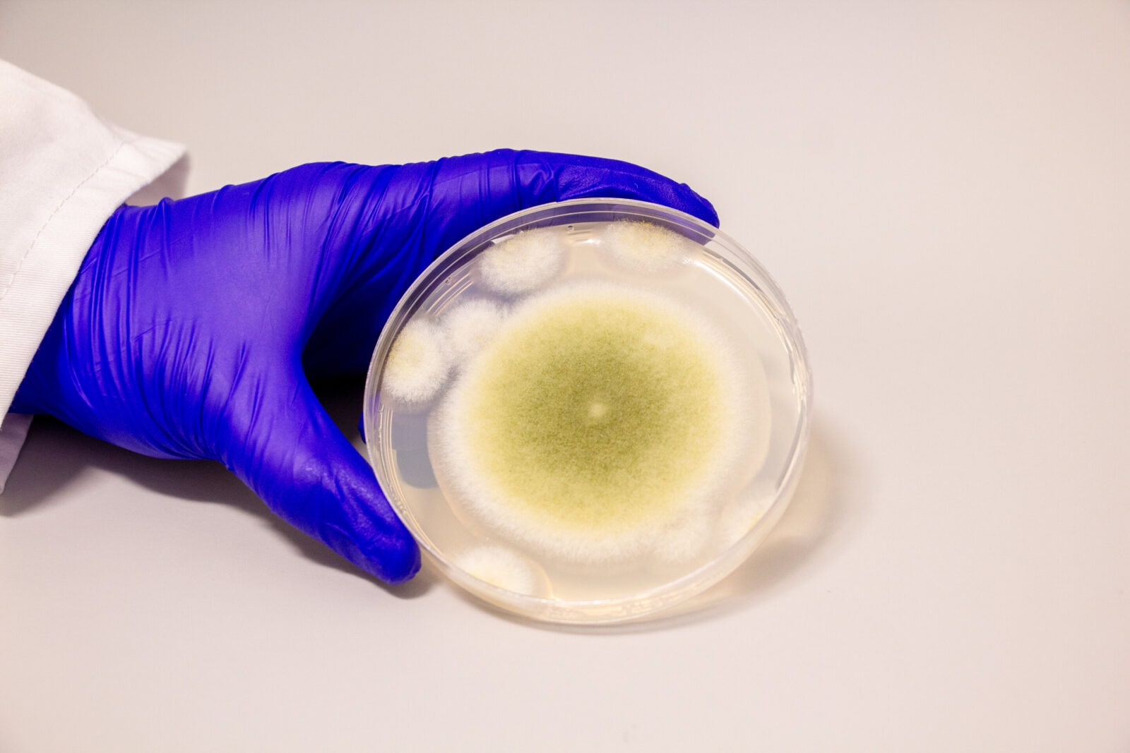 Zdjęcie grzyba Aspergillus flavus, który odpowiadał za &#8220;klątwę faraona&#8221; /Fot. Bella Ciervo
