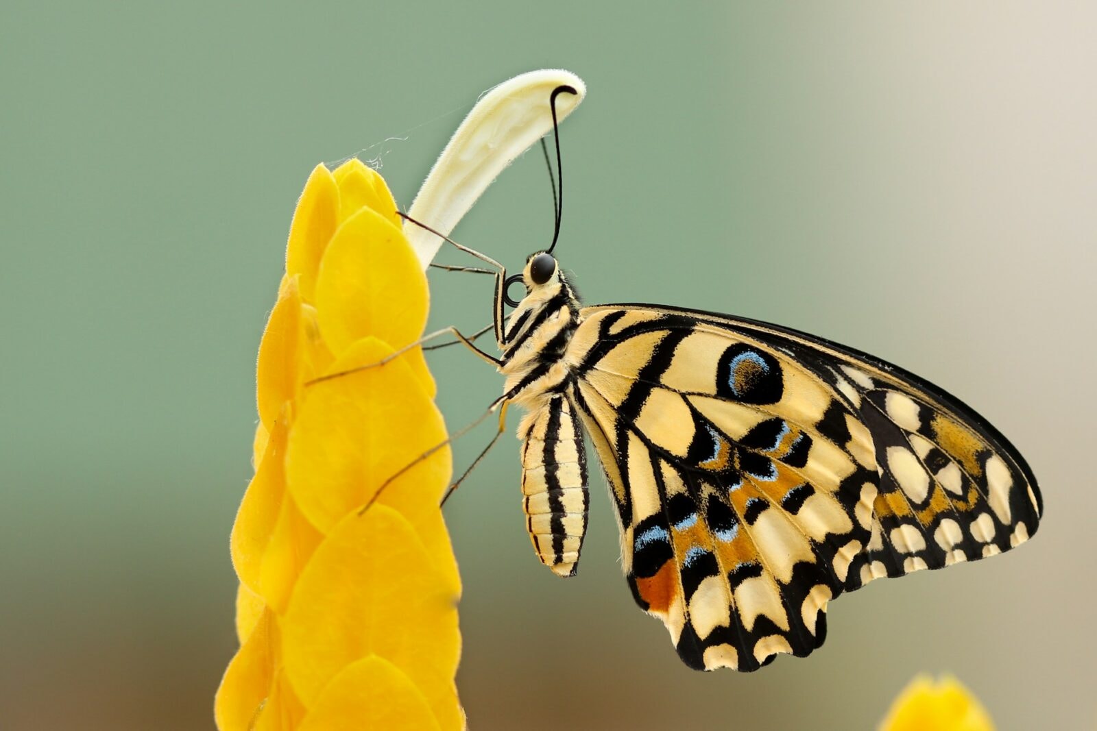 Motyl &#8211; zdjęcie poglądowe /Fot. Unsplash
