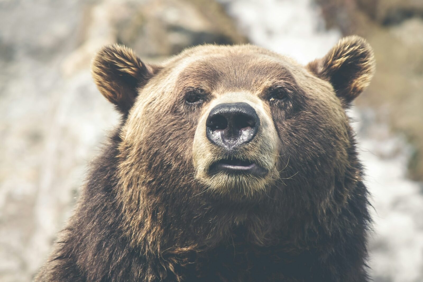 Niedźwiedź brunatny /Fot. Unsplash
