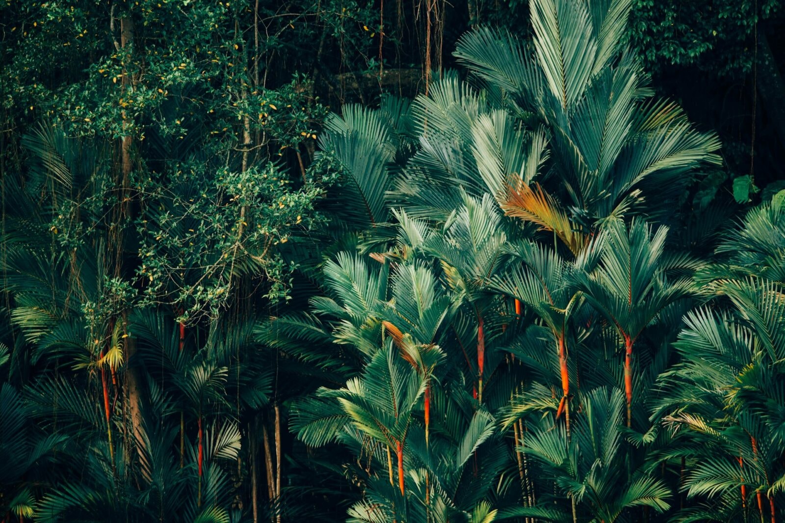 Fot. Unsplash
