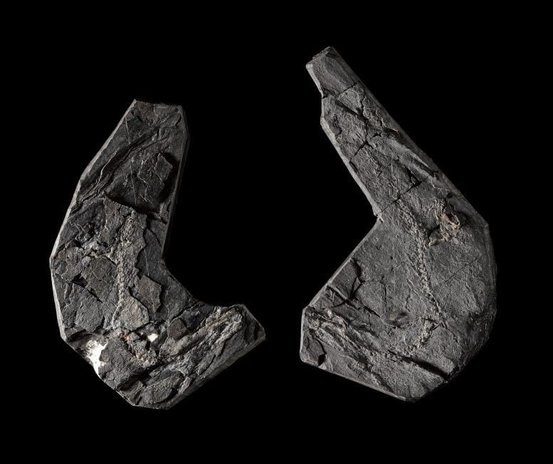 Ta skamieniałość ma prawie 350 milionów lat i wywraca do góry nogami historię życia