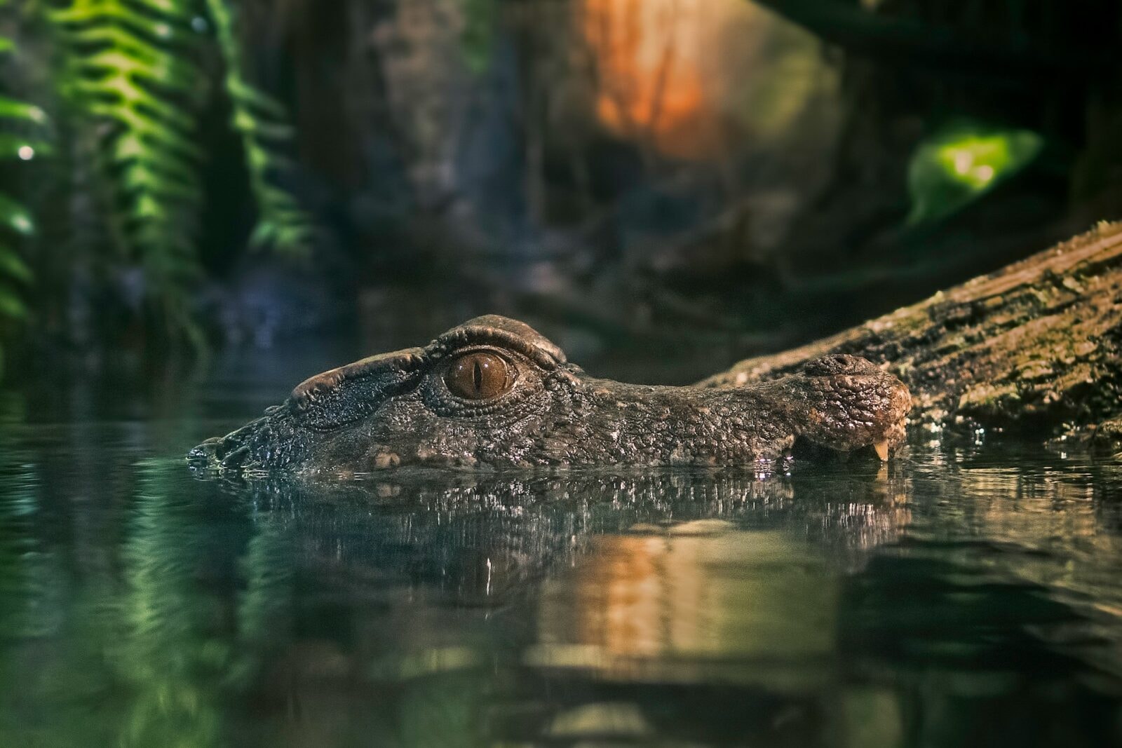 Fot. Unsplash
