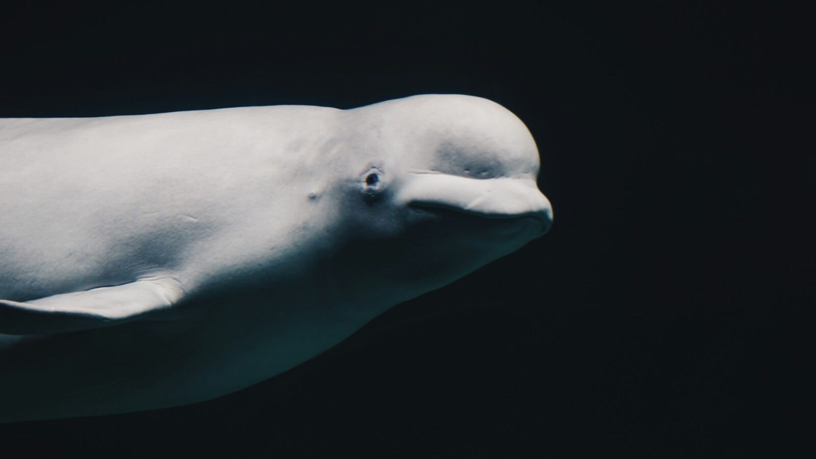 Białucha arktyczna &#8211; zdjęcie poglądowe /Fot. Unsplash
