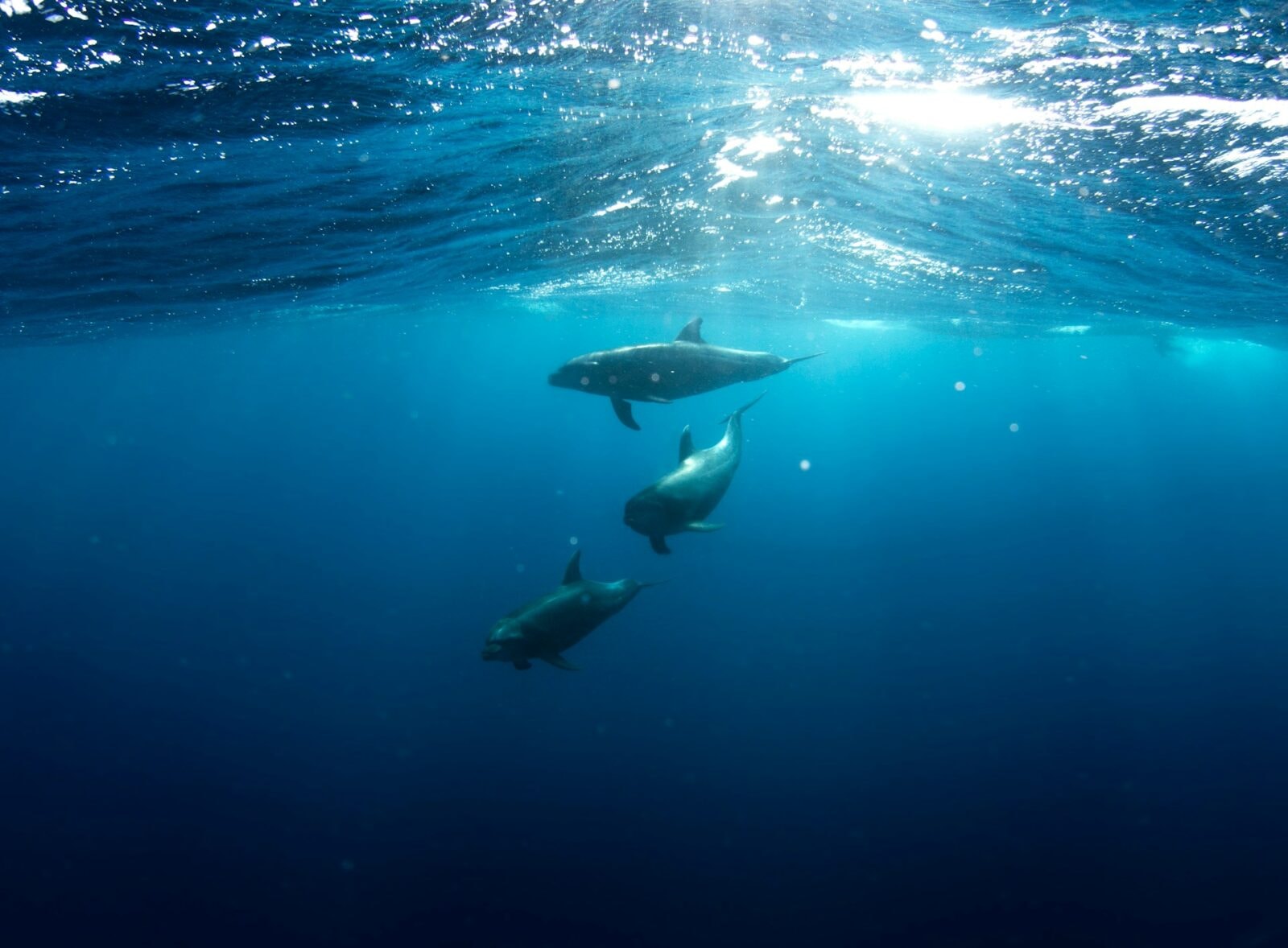 Delfiny /Fot. Unsplash
