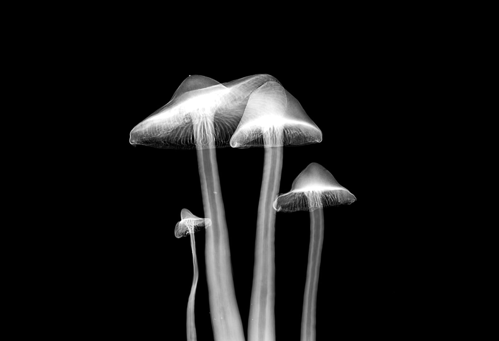 Grzyby &#8211; zdjęcie poglądowe /Fot. Unsplash

