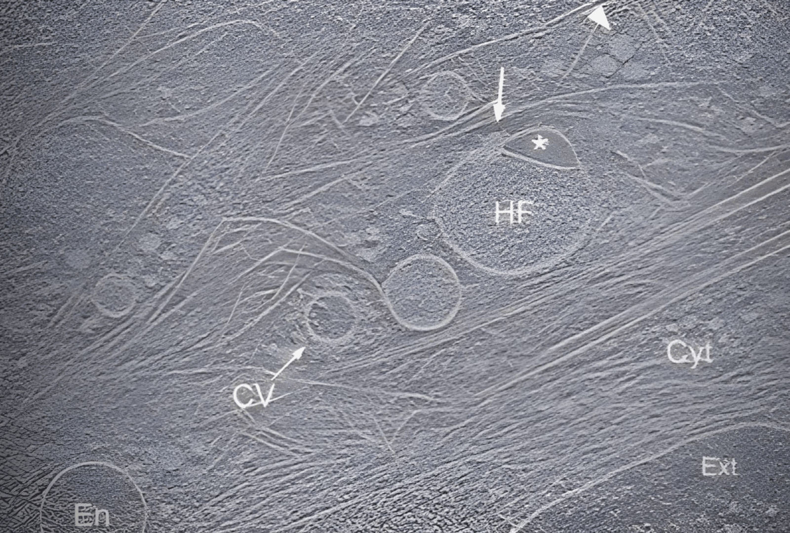Hemifusom &#8211; nowo odkryte organellum komórkowe /Fot. Nature Communications
