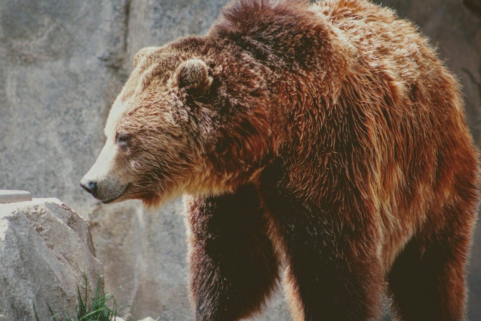 Niedźwiedź Gobi to podgatunek niedźwiedzia brunatnego /Fot. Unsplash
