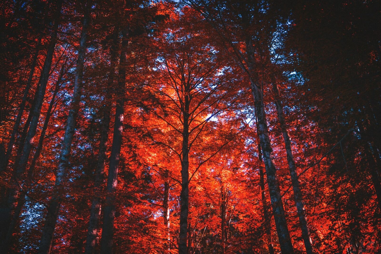 Niektóre rośliny produkują szkodliwy dla ludzi izopren /Fot. Unsplash
