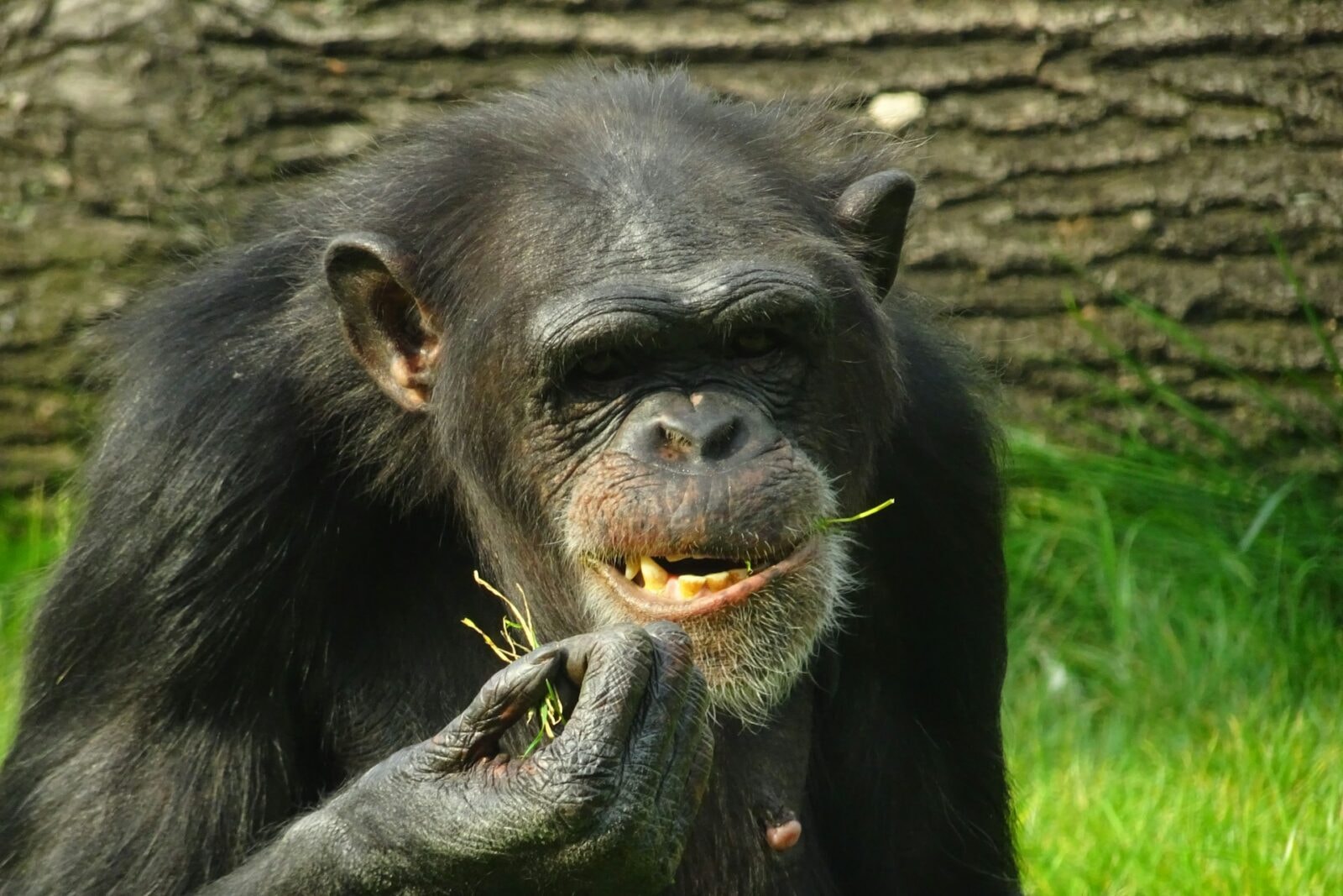 Samce alfa w świecie naczelnych to nie norma /Fot. Unsplash
