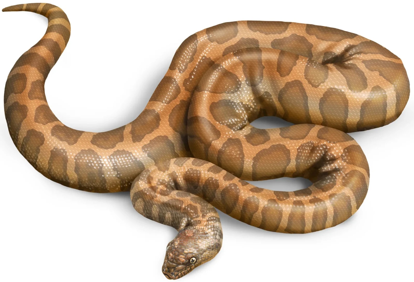 Cheilophis periplanetes /Fot. PAN
