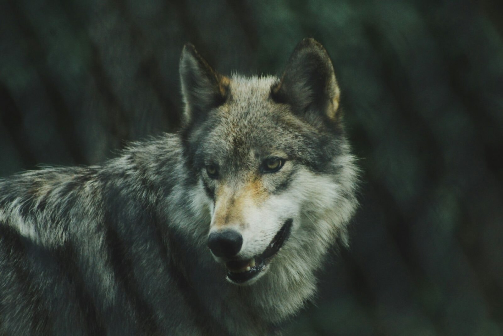 Wilk szary &#8211; zdjęcie poglądowe /Fot. Unsplash
