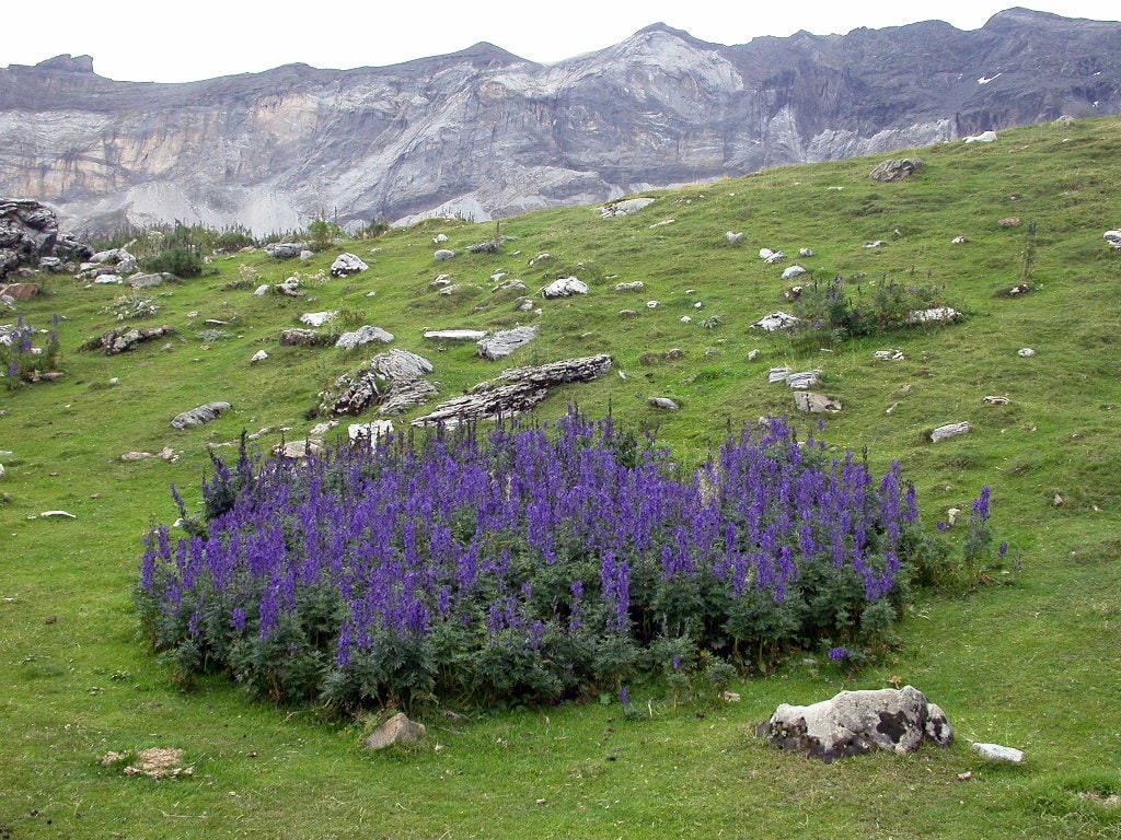 Tojad mocny, Aconitum napellus