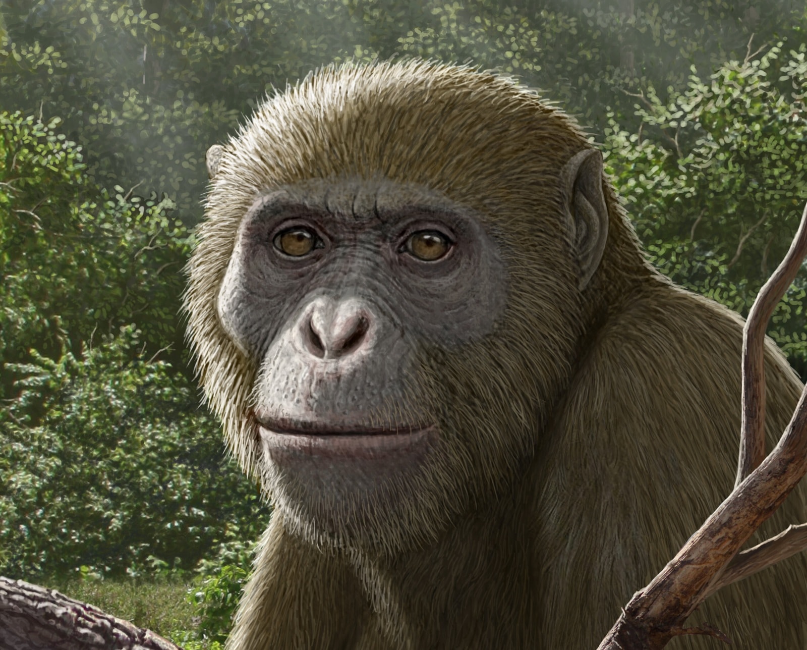 Małpa sprzed 18 milionów lat miesza w teorii ewolucji. Jej szczątki spoczywały w miejscu, na które nikt nie zwracał uwagi