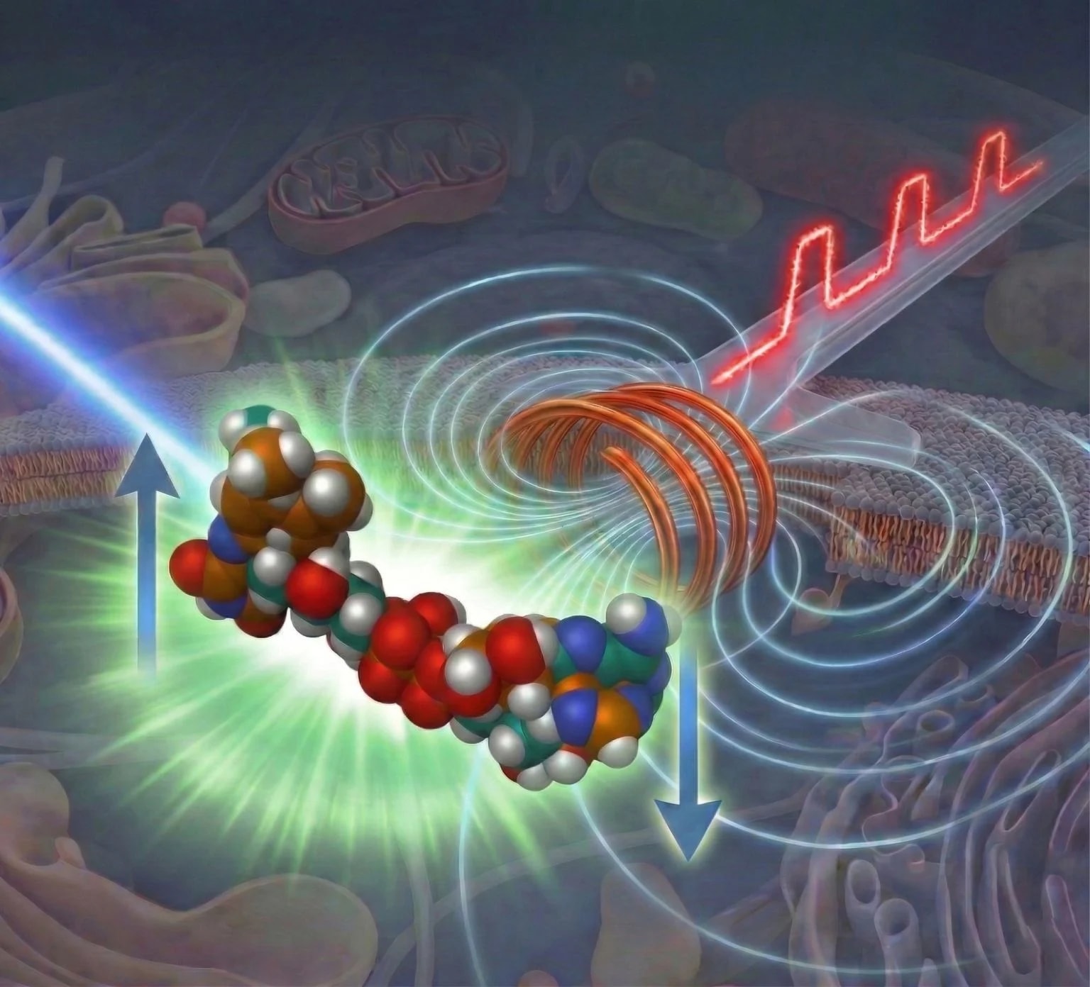 fot. Graduate School of Arts and Sciences, College of Arts and Sciences, The University of Tokyo
