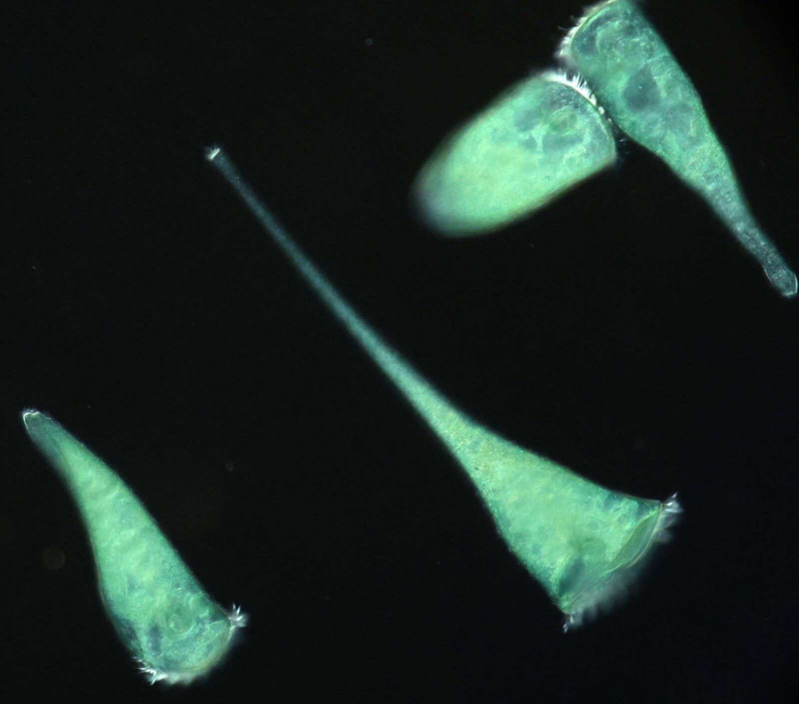 Niezwykłe odkrycie biologów: Jednokomórkowy “trąbik” wyczuwa geometrię otoczenia i wybiera życie w kątach