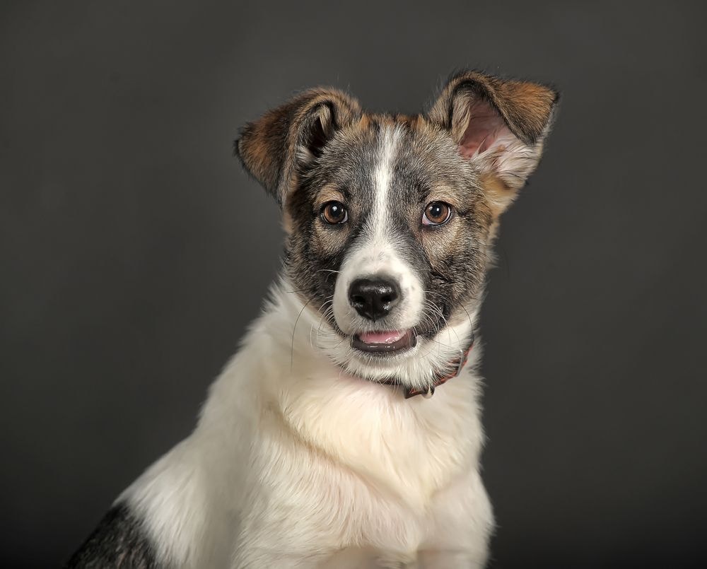 Pies „nierasowy”, czyli zdrowy. Naukowcy dowodzą, że kundle to psia superrasa