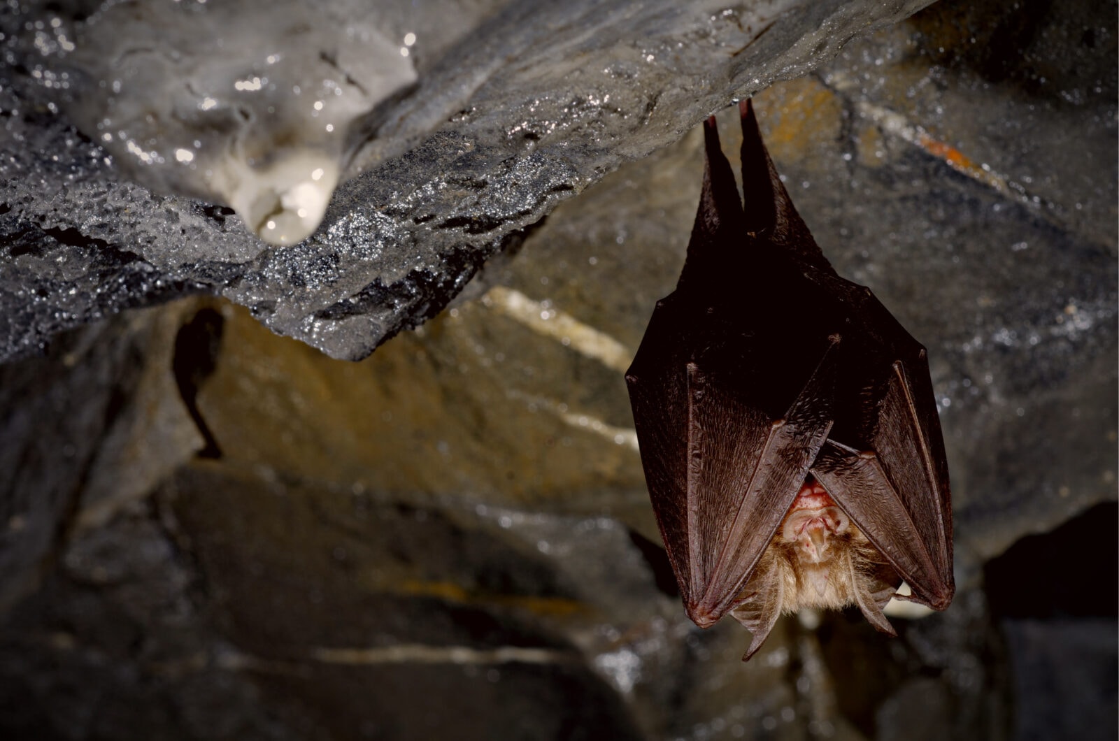 Wirus SARS odradza się w nietoperzach. Nowe szczepy niebezpieczne dla ludzi