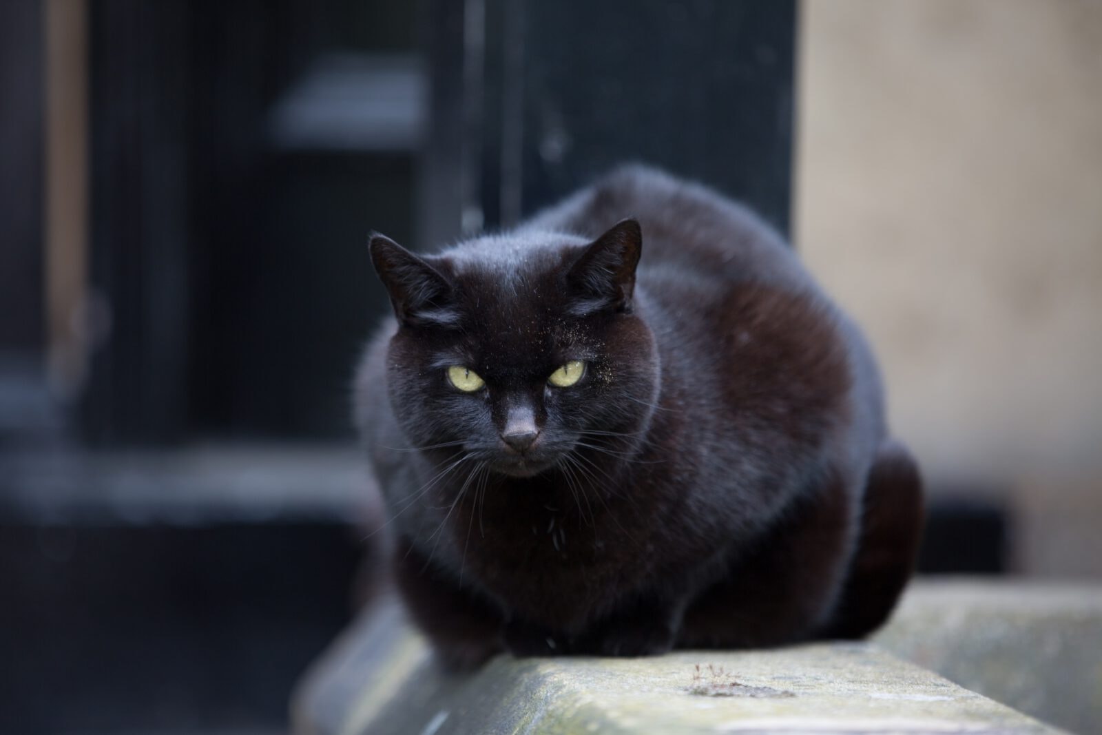 Czarny kot oznacza pecha? Bzdura! Są miejsca, gdzie przynosi tylko szczęście