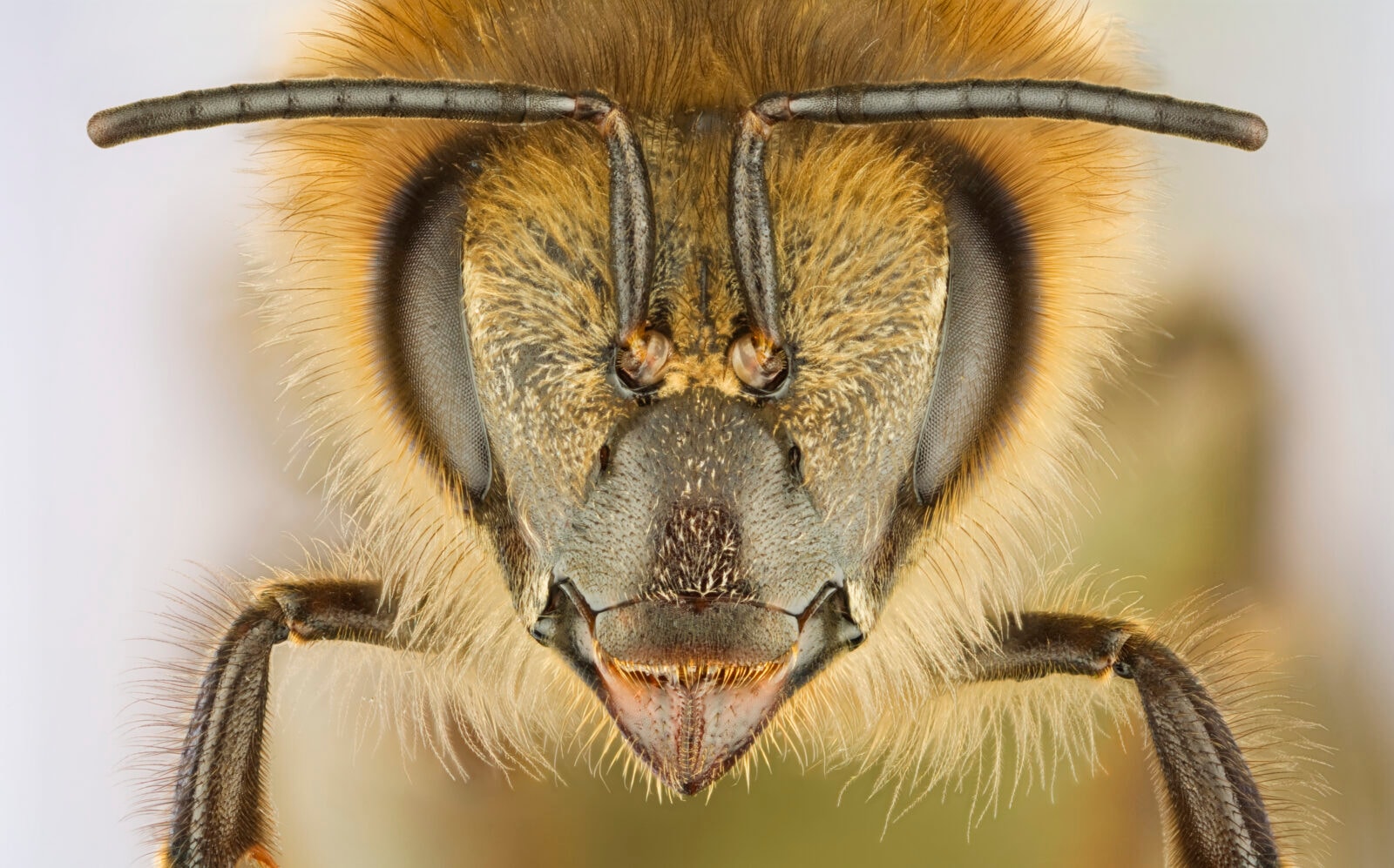Rozpoznawanie twarzy to nie domena ludzi. Osy i pszczoły też to potrafią