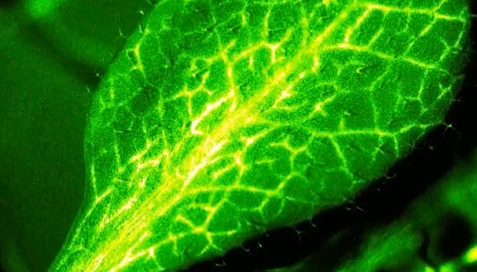 Rośliny także cierpią. To odkrycie zbliża je do zwierząt [WIDEO]