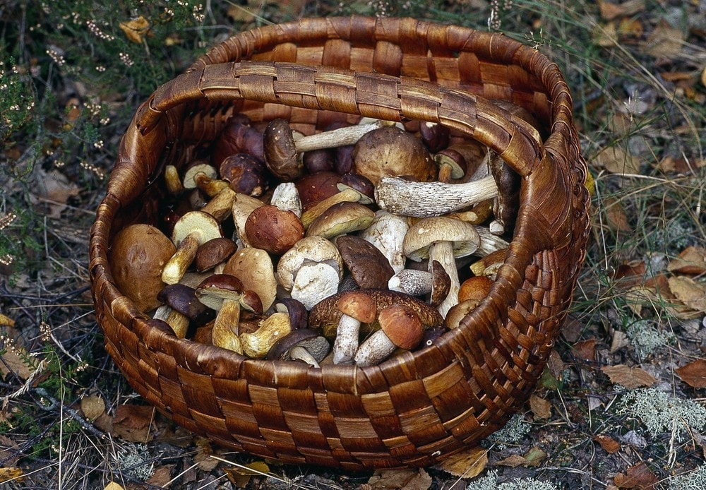 Od afrodyzjaku przez umami po narkotyk. Grzyby mają wiele “walorów”, ale potrafią poróżnić całe narody