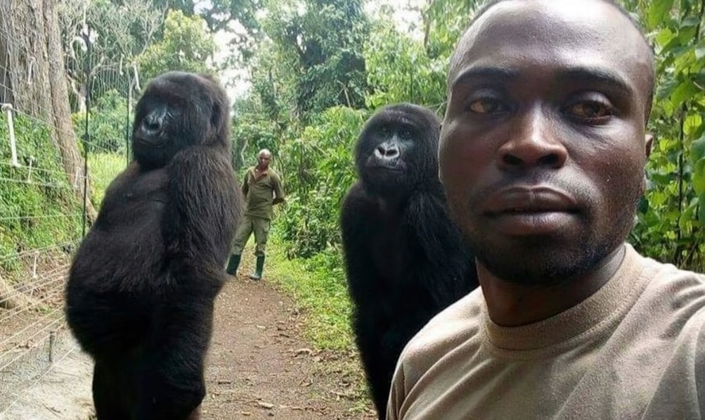 Goryle pozują do selfie ze swoim wybawcą. Za tymi zdjęciami kryje się wzruszające historia