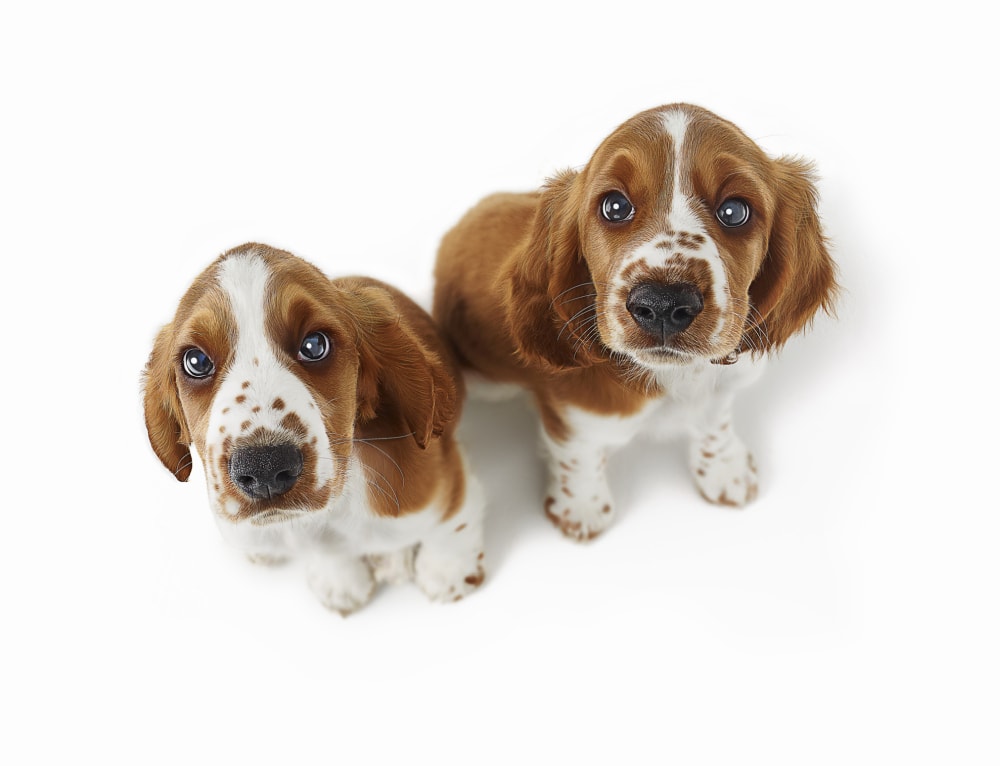 „Oczy szczeniaka” to produkt ewolucji. Psy celowo nauczyły się tej “sztuczki”