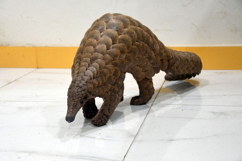 Brakujące ogniwo pandemii? Naukowcy wskazują na łuskowce